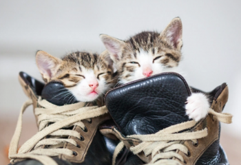 為什麼貓喜歡嗅鞋子？